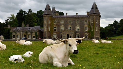 Gwartheg gwyn eiconig Dinefwr yn Sir Gaerfyrddin, Cymru.